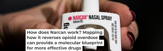 Naloxone competes with opioids for the same receptor on the surface of neurons. Matt Rourke/AP Photo